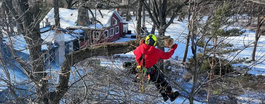 Common Wisconsin Tree Diseases: What to Look For