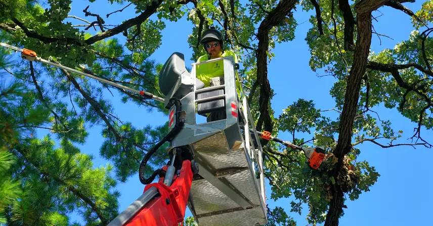 Emerald Ash Borer: Is Your Burlington Ash Tree at Risk?