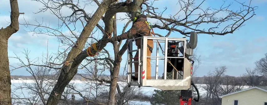 How to Protect Your Trees from Summer Drought in Southeast Wisconsin