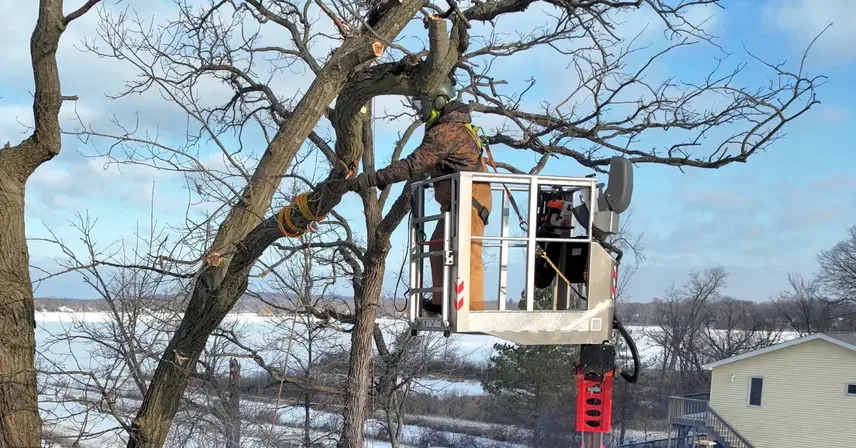 How to Protect Your Trees from Summer Drought in Southeast Wisconsin