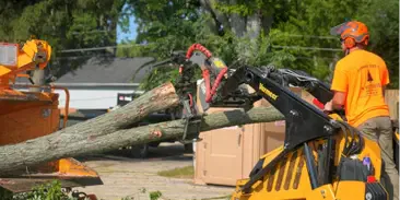 Emergency Tree Removal and Storm Response