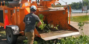 Tree Trimming and Structural Pruning