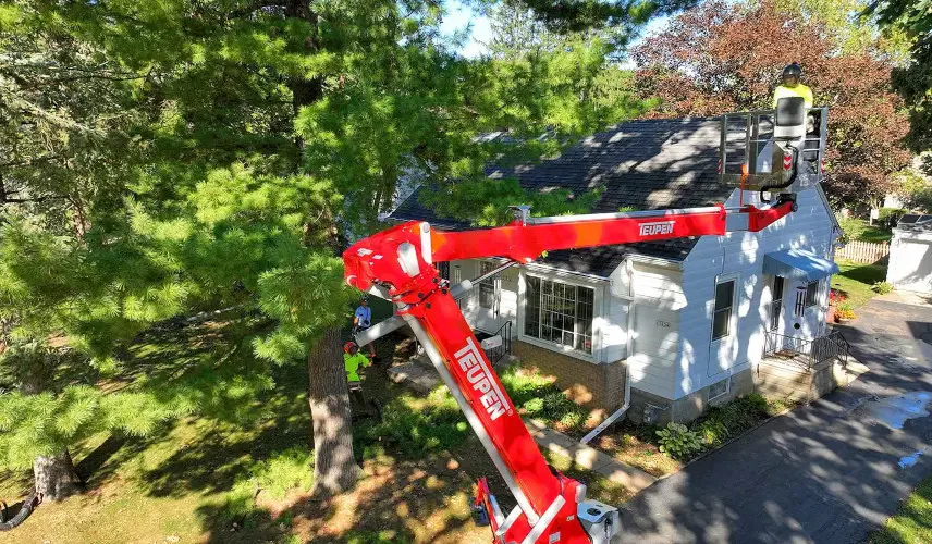 Signs Your Trees May Need Professional Care