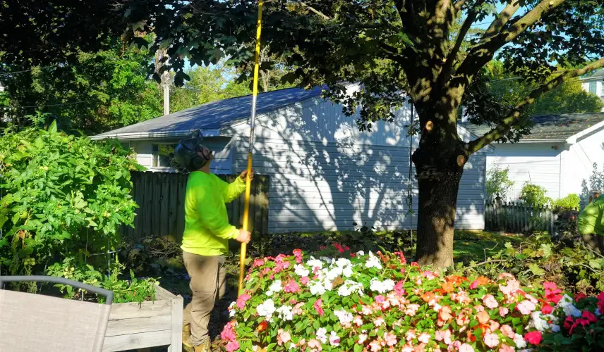 Professional Tree Trimming in Southeastern Wisconsin 