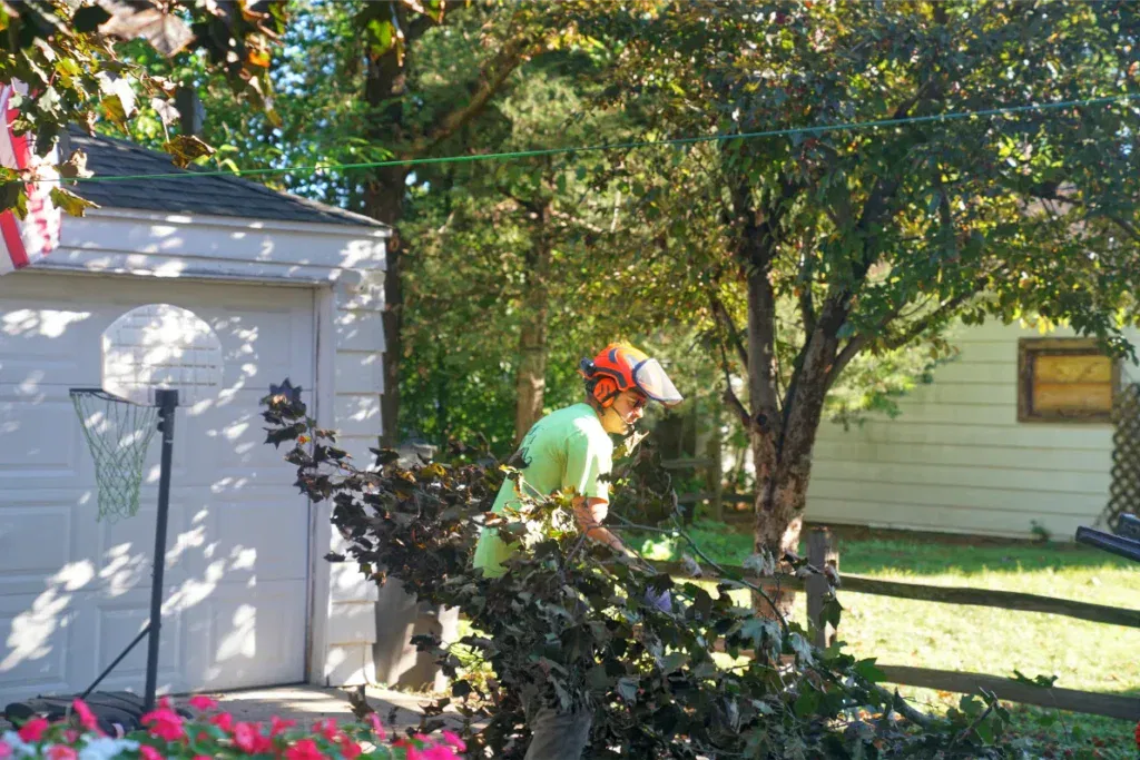 Your #1 Tree Service Team in Waterford