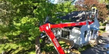 Tree Removal and Hazard Mitigation