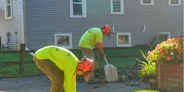 Plant and Shrub Health Care