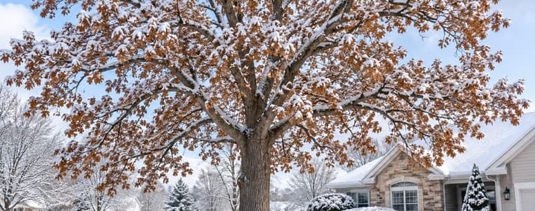 Large oak tree covered in early snow on a Kenosha, WI property