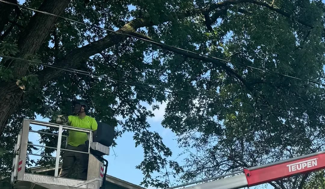 Tree removal crew safely removing a dangerous tree hazard during an emergency project in Southeast Wisconsin