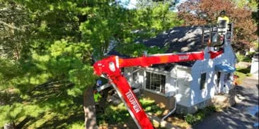 Tree Removal and Hazard Mitigation