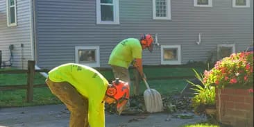 Plant and Shrub Health Care