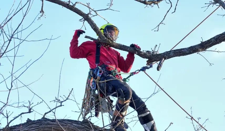 Arborist inspecting trees in Fontana WI