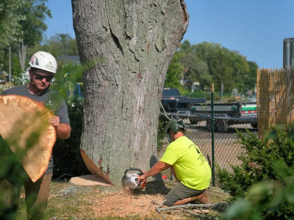 Your #1 Tree Service Team in Lake Geneva