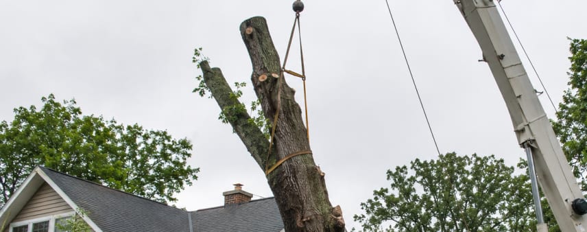 Large tree removal in Burlington, WI, using a crane near a residential home